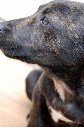 . Maggie .
