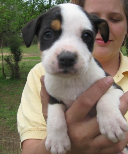 . Dixie .