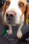 . Roscoe .