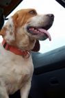 . Roscoe .