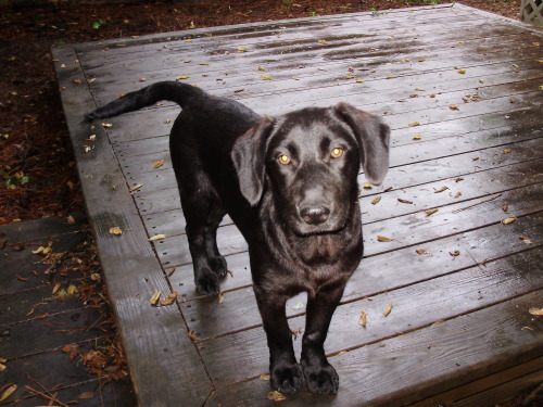 . Female Lab Mix .