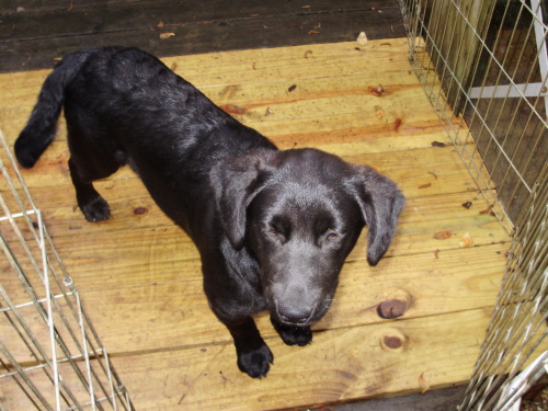 . Female 2 Lab Mix .