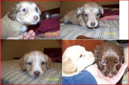 . Puppies .
