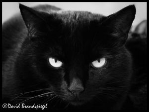 . Salem .