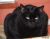 . Salem .
