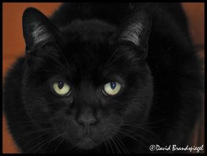 . Merlin .