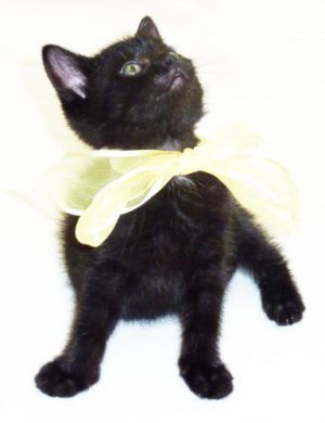 . Buttercup .