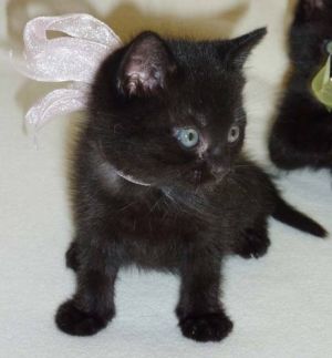 . Sweetpea .