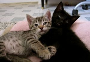 . *MORE kittens! .