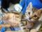 . *MORE kittens! .