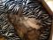 . *MORE kittens! .