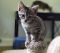 . *MORE kittens! .