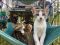 . *MORE kittens! .