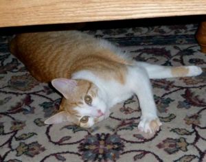 . Tigger .