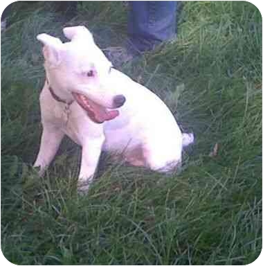 . Jolly Jumper (foster home also needed) .