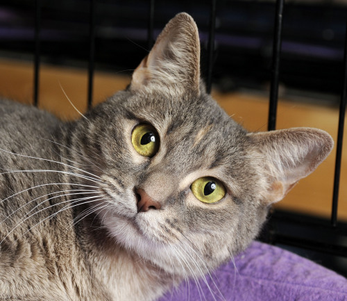 . Opra - Does not show well - Cattitude .