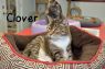 . Clover-shy/sweet .