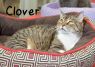 . Clover-shy/sweet .