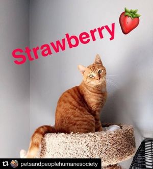 . Strawberry .