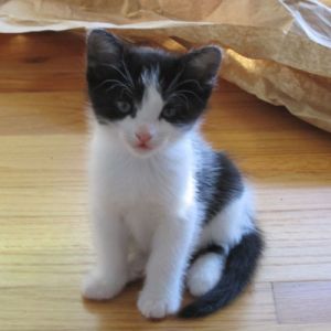 . Gabriella .