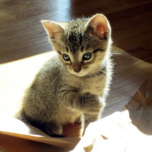 . Leyla .