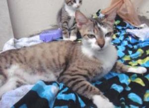 . Mom Cat .