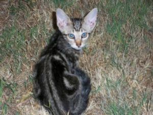 . Assortment of barn cats/or family cats/kittens .