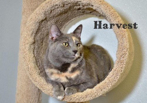 . Harvest ... .