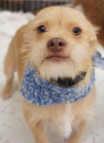 . Micah - ADOPTED! .