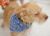 . Micah - ADOPTED! .