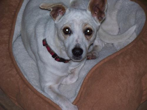 . Ella - ADOPTED! .