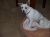 . Ella - ADOPTED! .