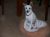 . Ella - ADOPTED! .