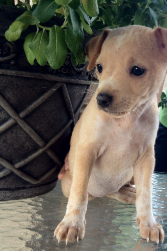 . Ginger - ADOPTED! .