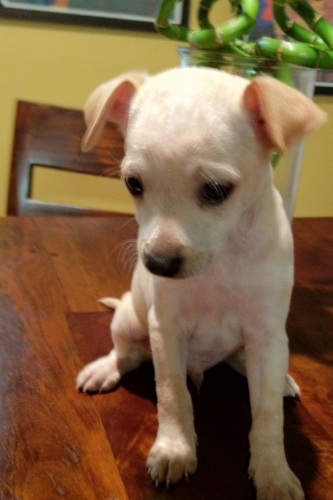 . Jack - ADOPTED! .