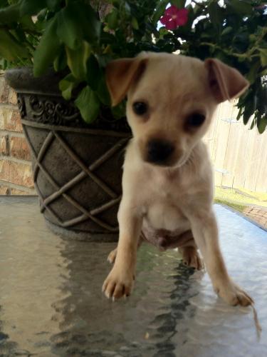 . Jasper - ADOPTED! .