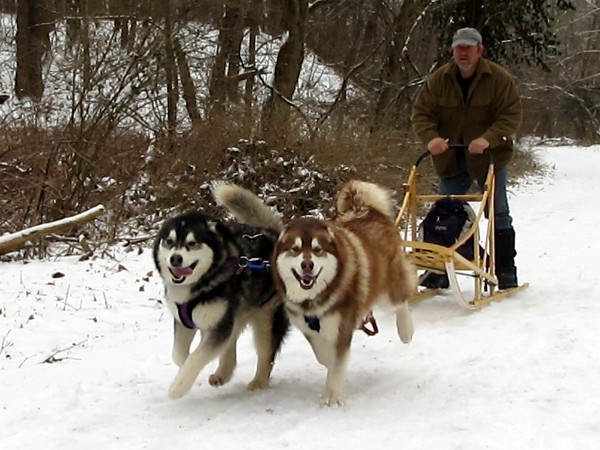 Northern Lights Sled Dog Rescue