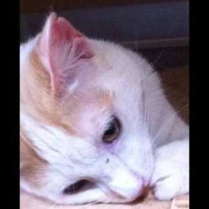 . Butterscotch .