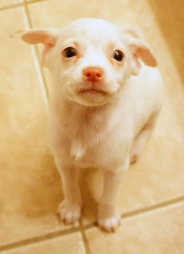 . Mikey - ADOPTED! .