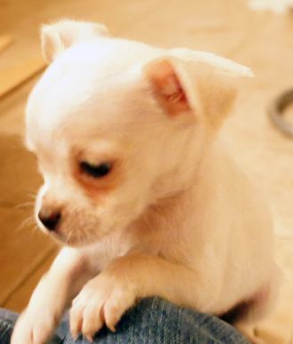 . Mitch - ADOPTED! .
