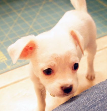 . Millie - ADOPTED! .