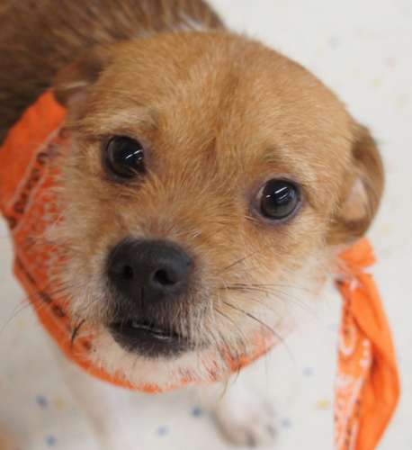 . Malek - ADOPTED! .
