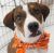 . Bono - ADOPTED! .