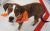 . Bono - ADOPTED! .