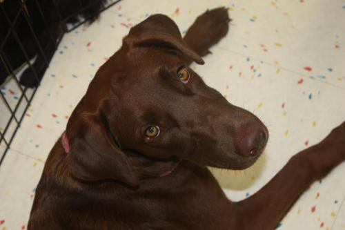 . Bambi - ADOPTED! .