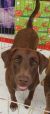 . Bambi - ADOPTED! .