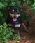 . Sammie - ADOPTED! .