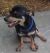 . Sammie - ADOPTED! .