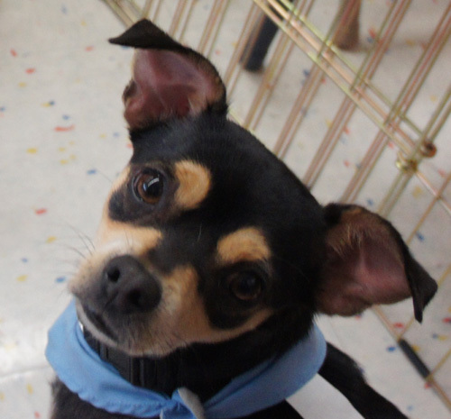 . Frankie - ADOPTED! .
