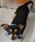 . Frankie - ADOPTED! .